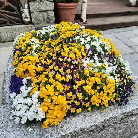 Refuge D'entreves - Con Balcone, Giardinetto E Vista Monte Bianco - Horizon Vacanze 아파트 *